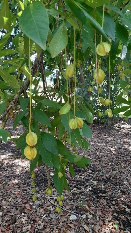Barringtonia acutangula fruit