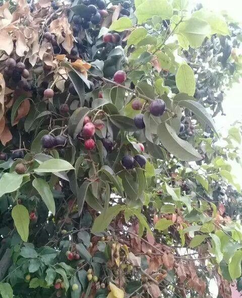 Eugenia jambosoides fruit