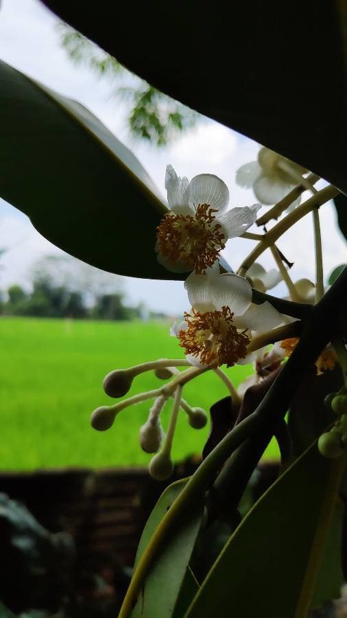 Calophyllum calaba flower