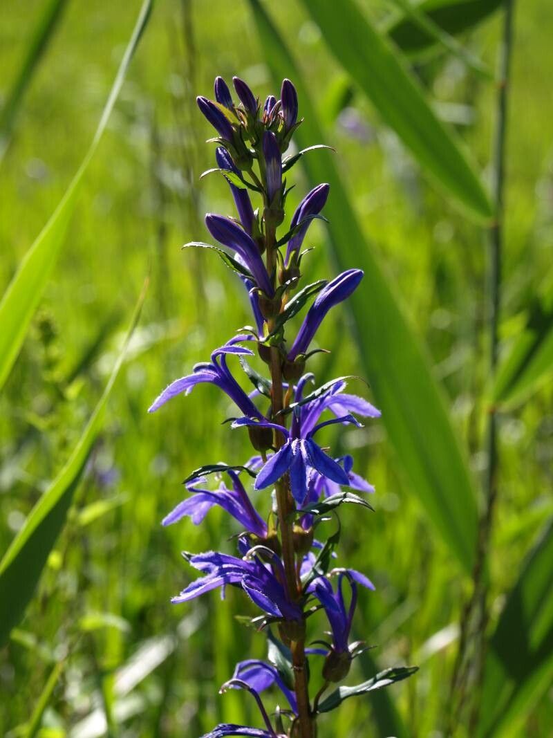 Lobelia sessilifolia — houseplant care guide