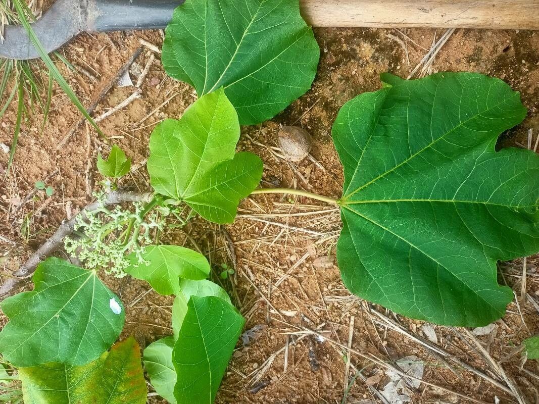 Cnidoscolus oligandrus leaf