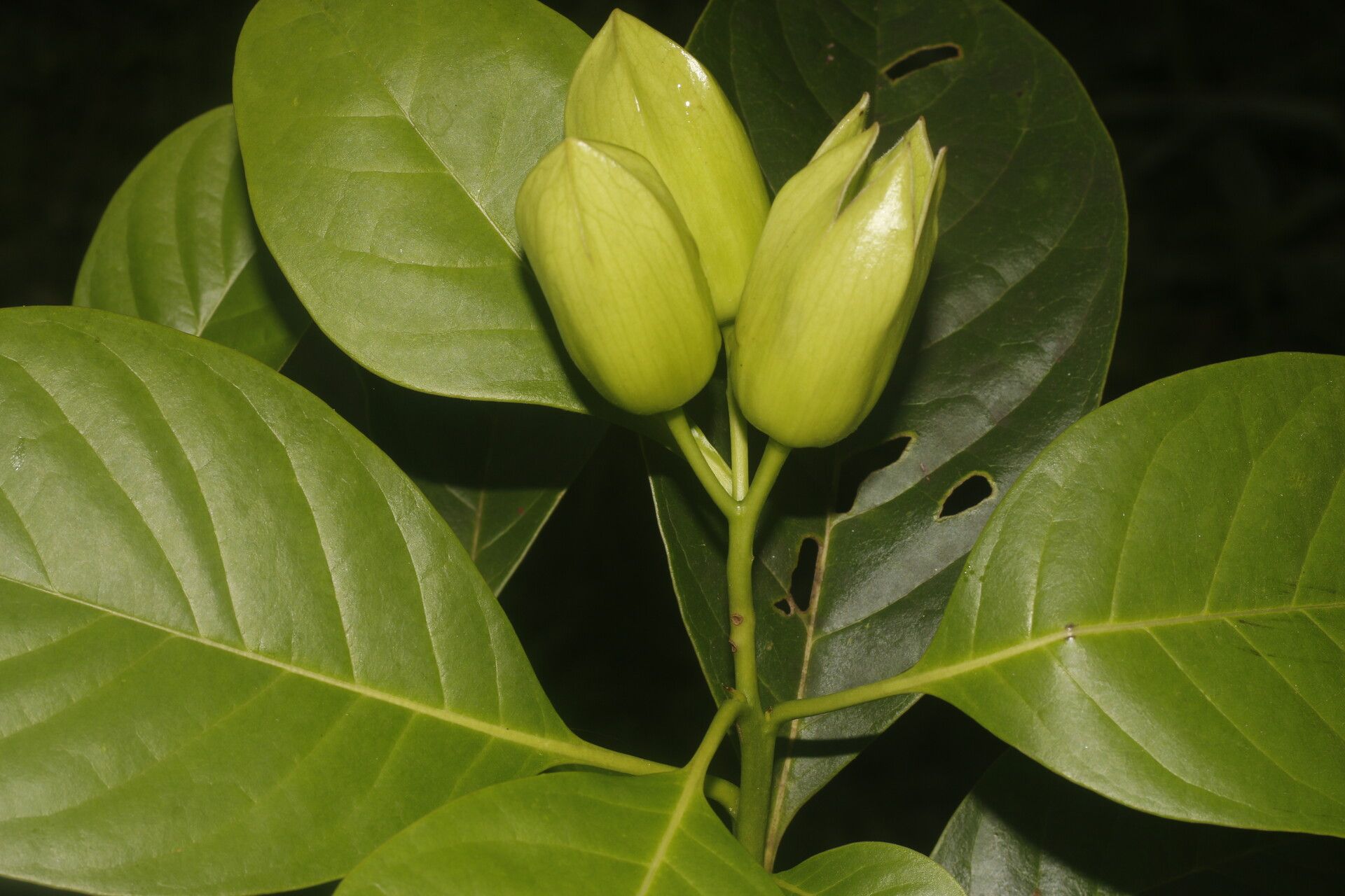 Bourreria grandicalyx fruit