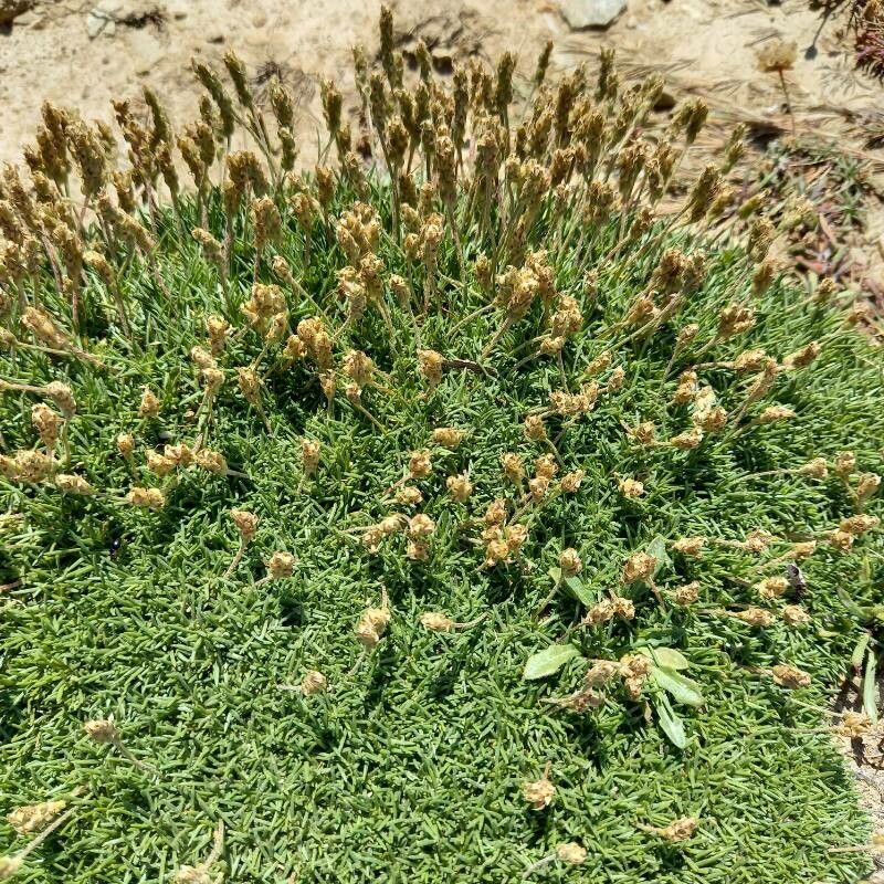 Plantago subulata fruit