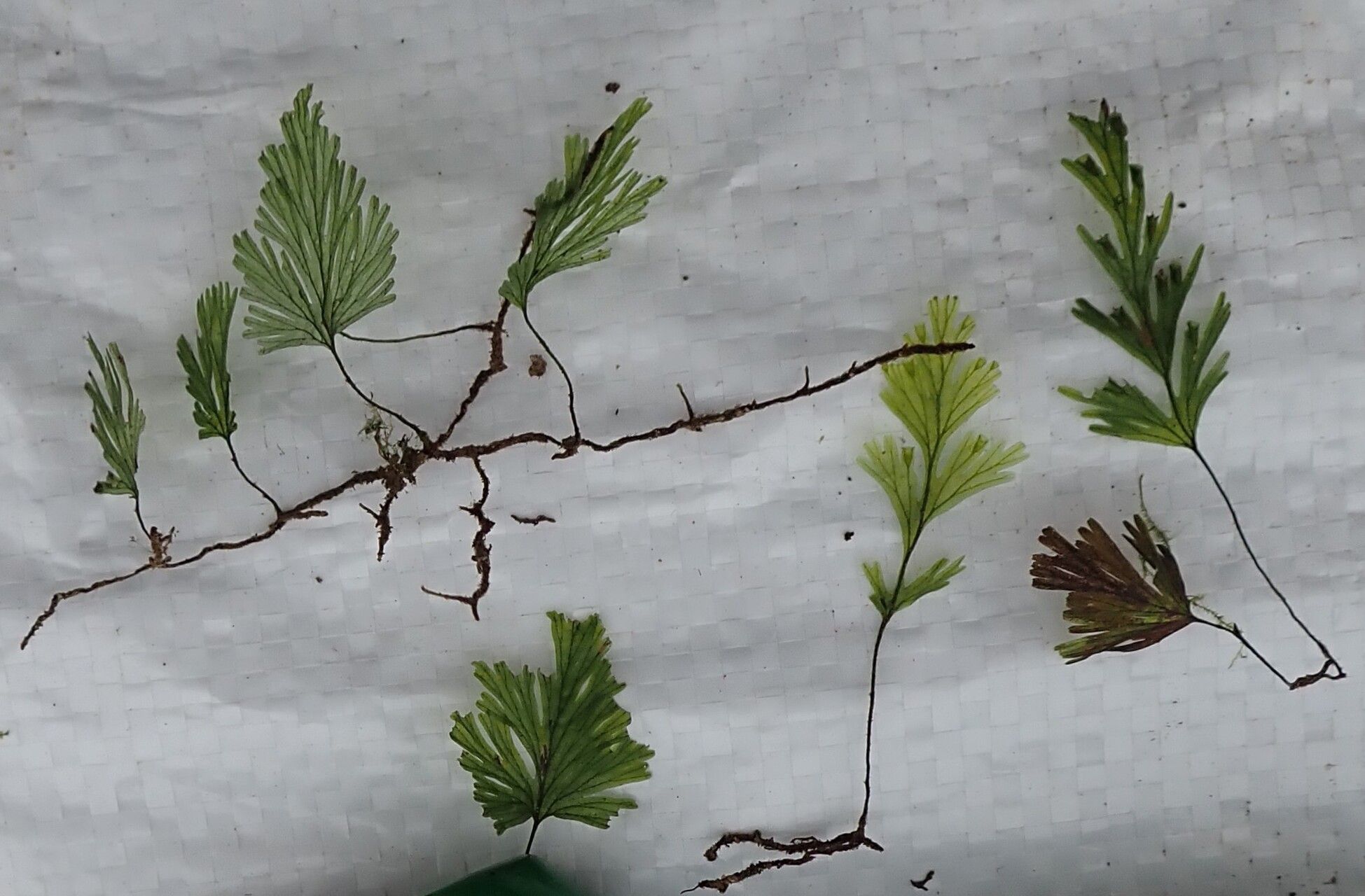 Trichomanes parvulum habit