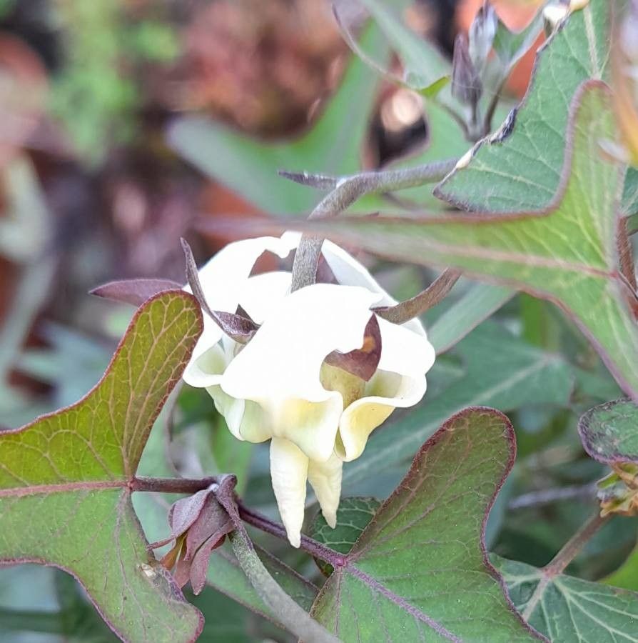 Araujia angustifolia flower