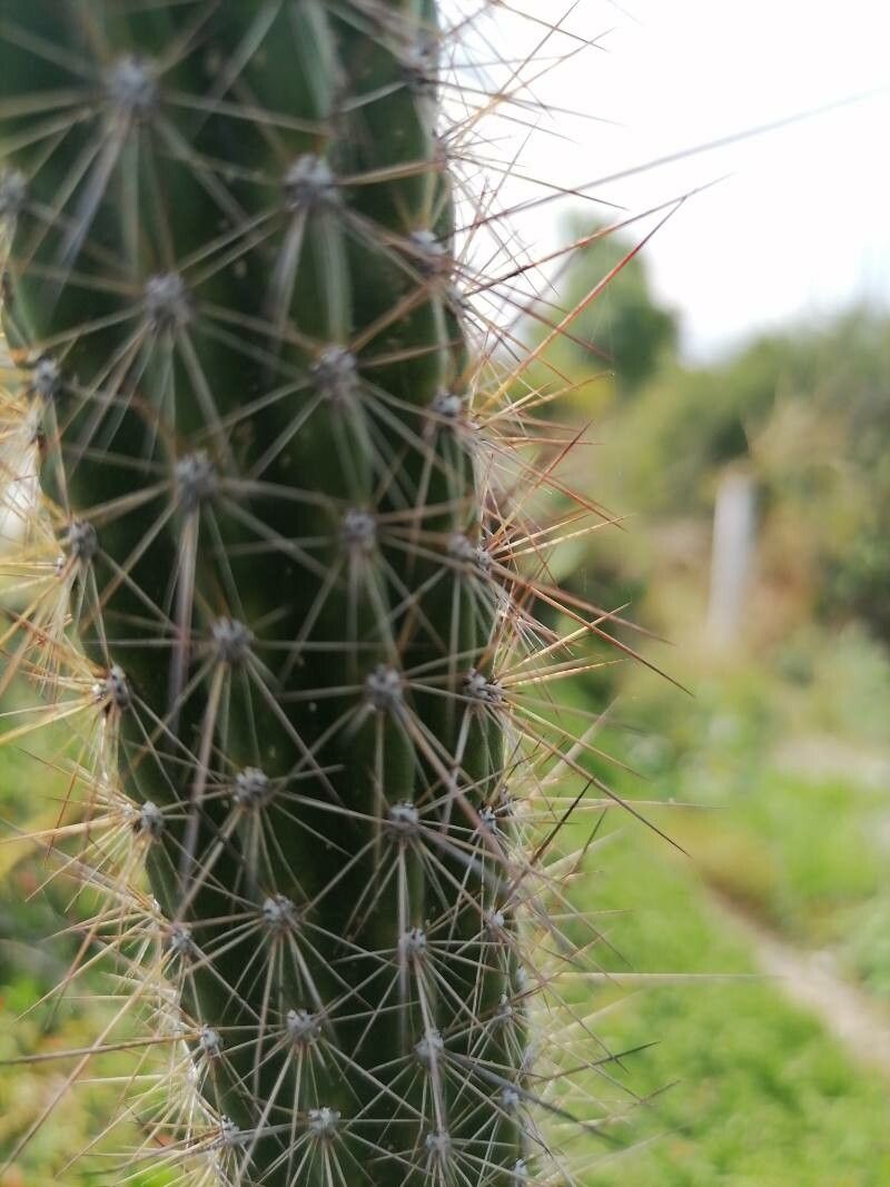 Pilosocereus gaumeri habit