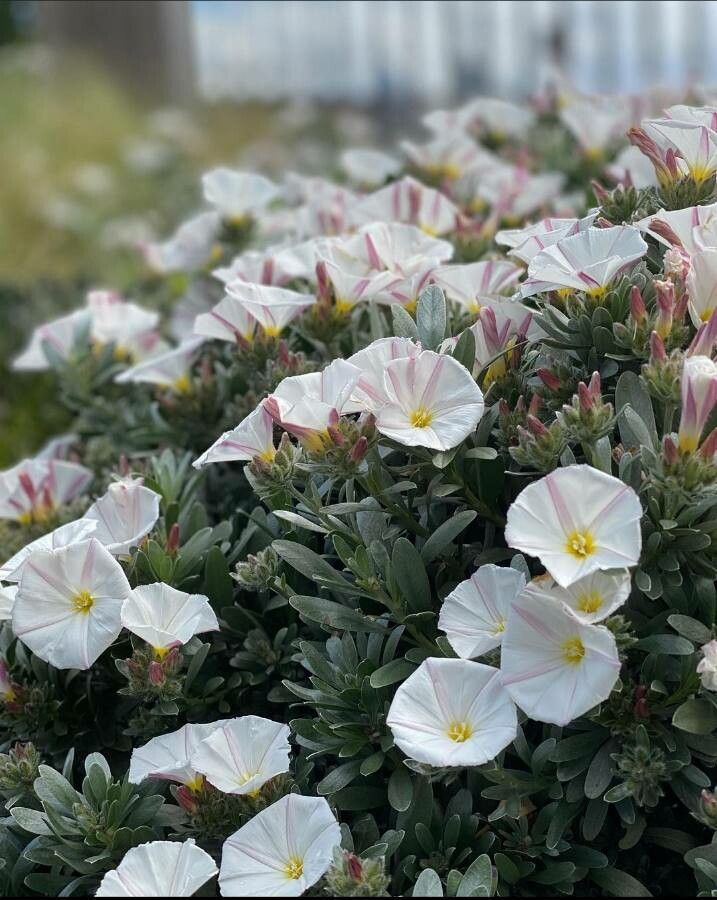 Convolvulus cneorum flower