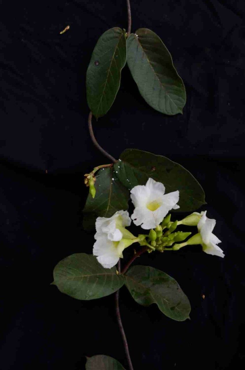 Odontadenia lutea — related species from the same genus