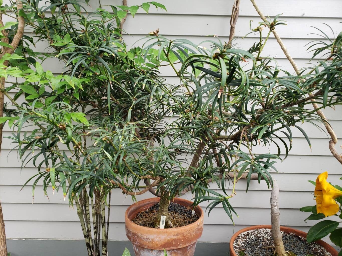 Amentotaxus formosana habit