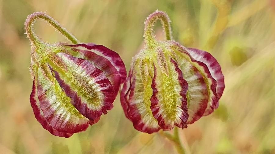 Osteospermum vaillantii flower