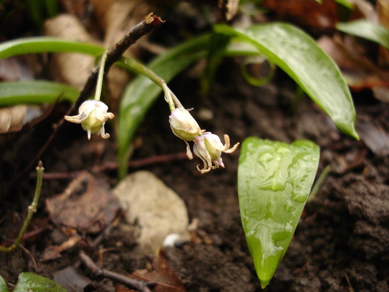 Tractema verna fruit