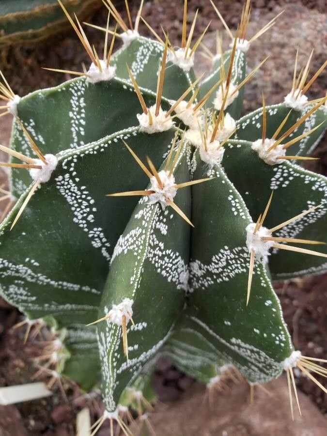 Astrophytum ornatum — search result for 'Astrophytum'