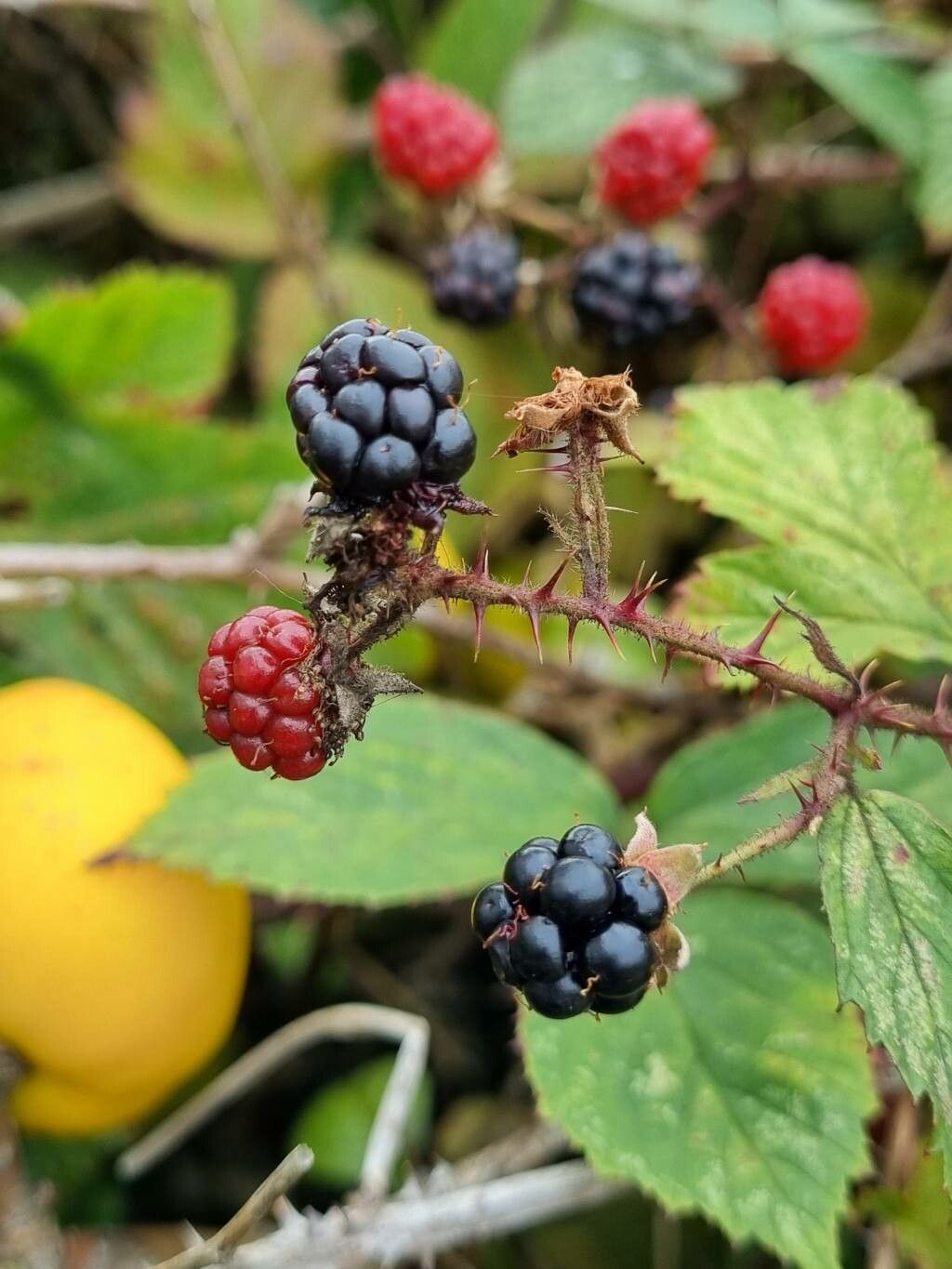 Rubus elegantispinosus fruit