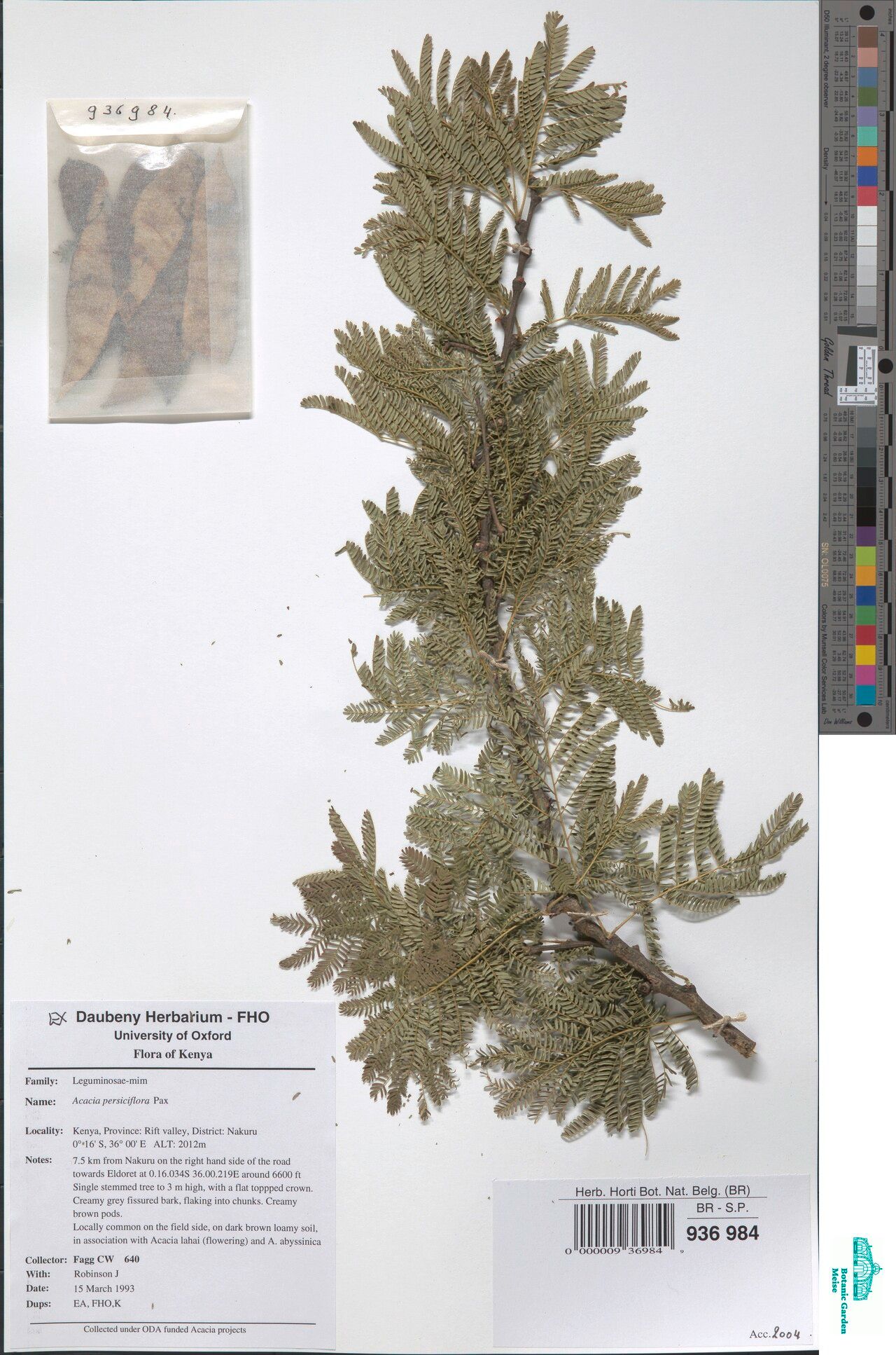 Senegalia persiciflora — houseplant care guide