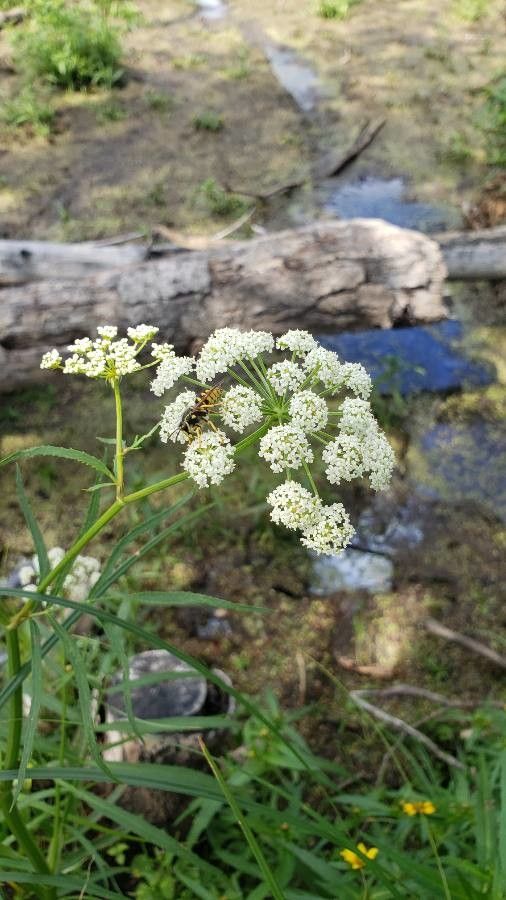 Sium suave flower