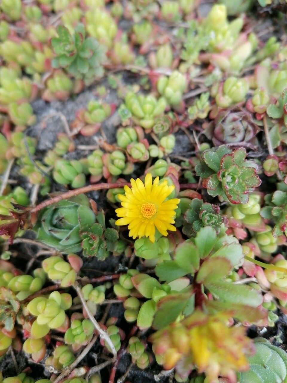 Aeonium sedifolium flower