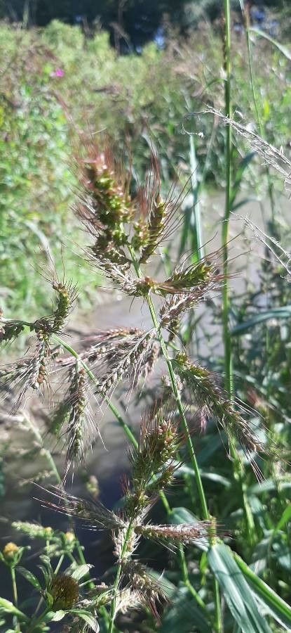 Echinochloa muricata fruit