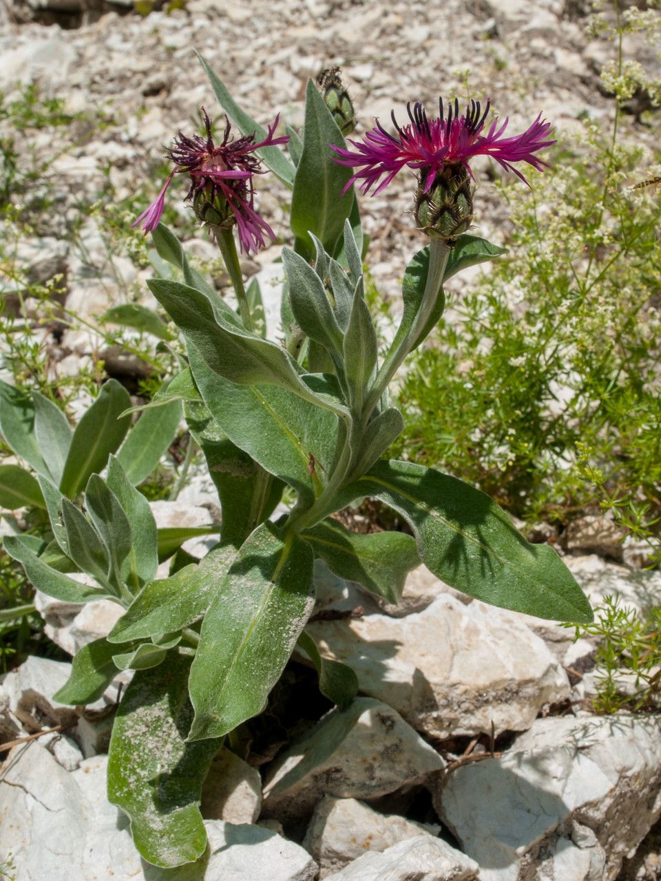 Centaurea triumfettii habit