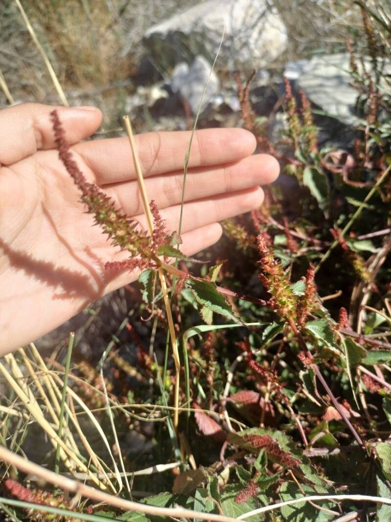 Acalypha phleoides flower