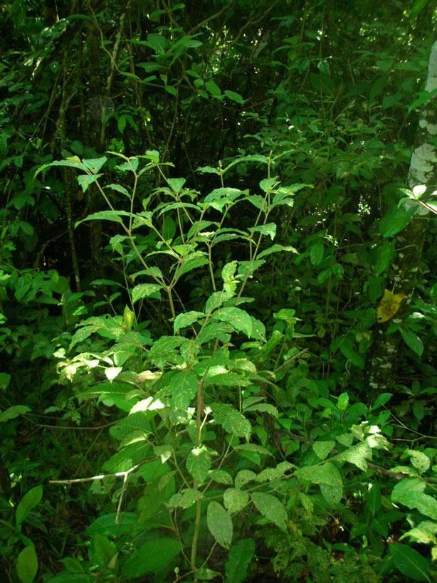Croton brevipes habit