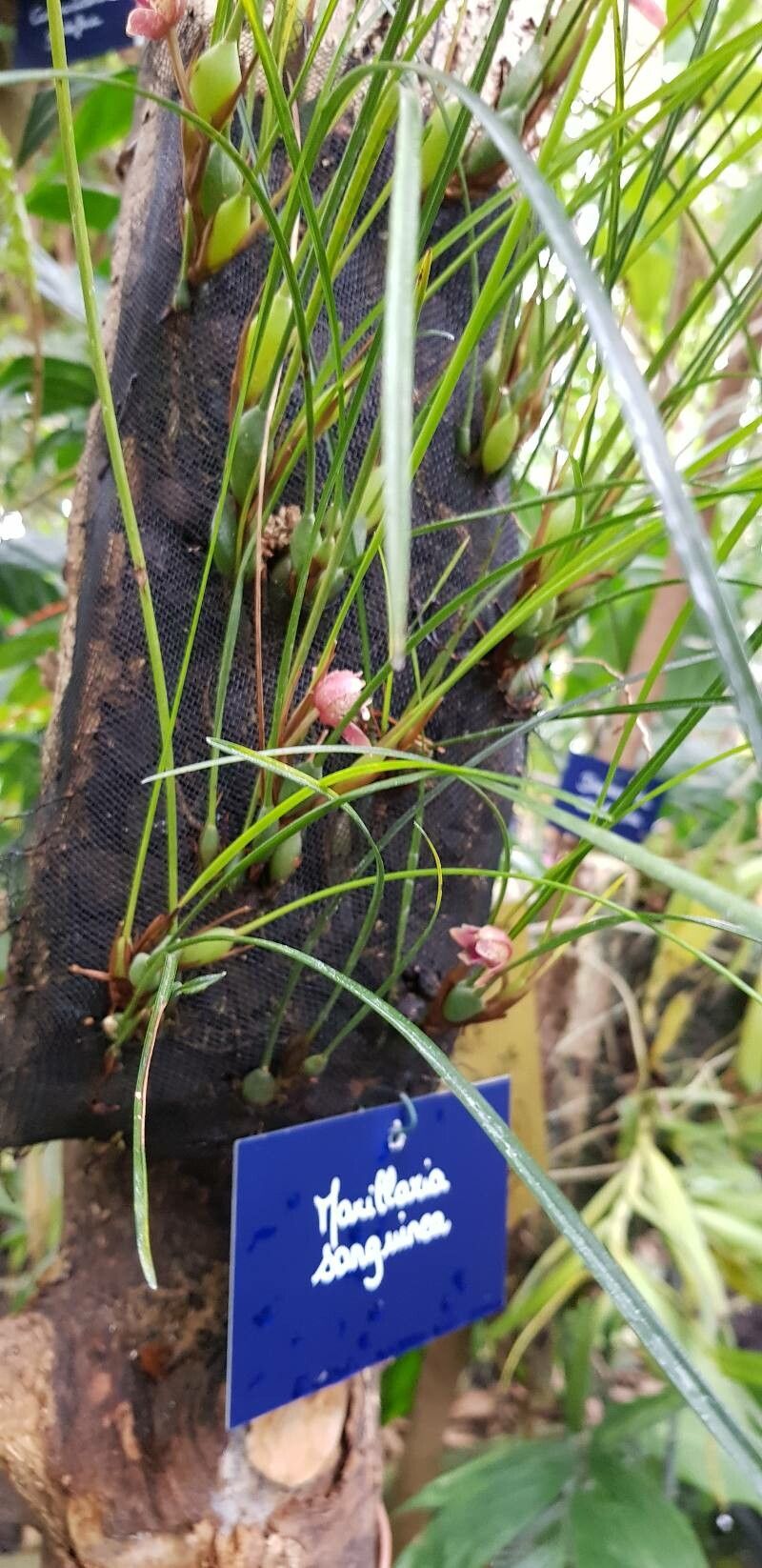Maxillaria sanguinea leaf