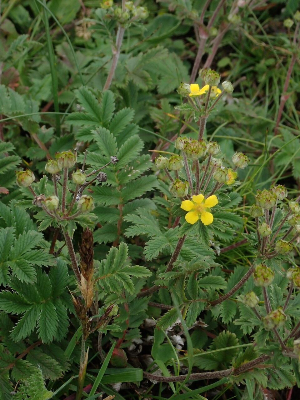 Argentina leuconota habit