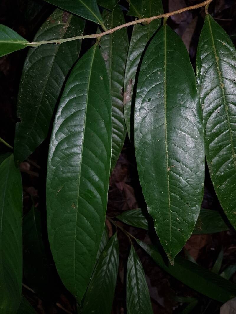 Licaria pergamentacea — houseplant care guide