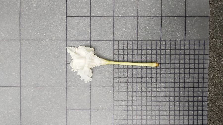 Dolichandrone serrulata — related species from the same genus