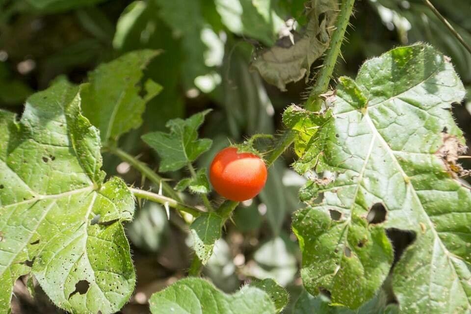 Solanum capsicoides fruit