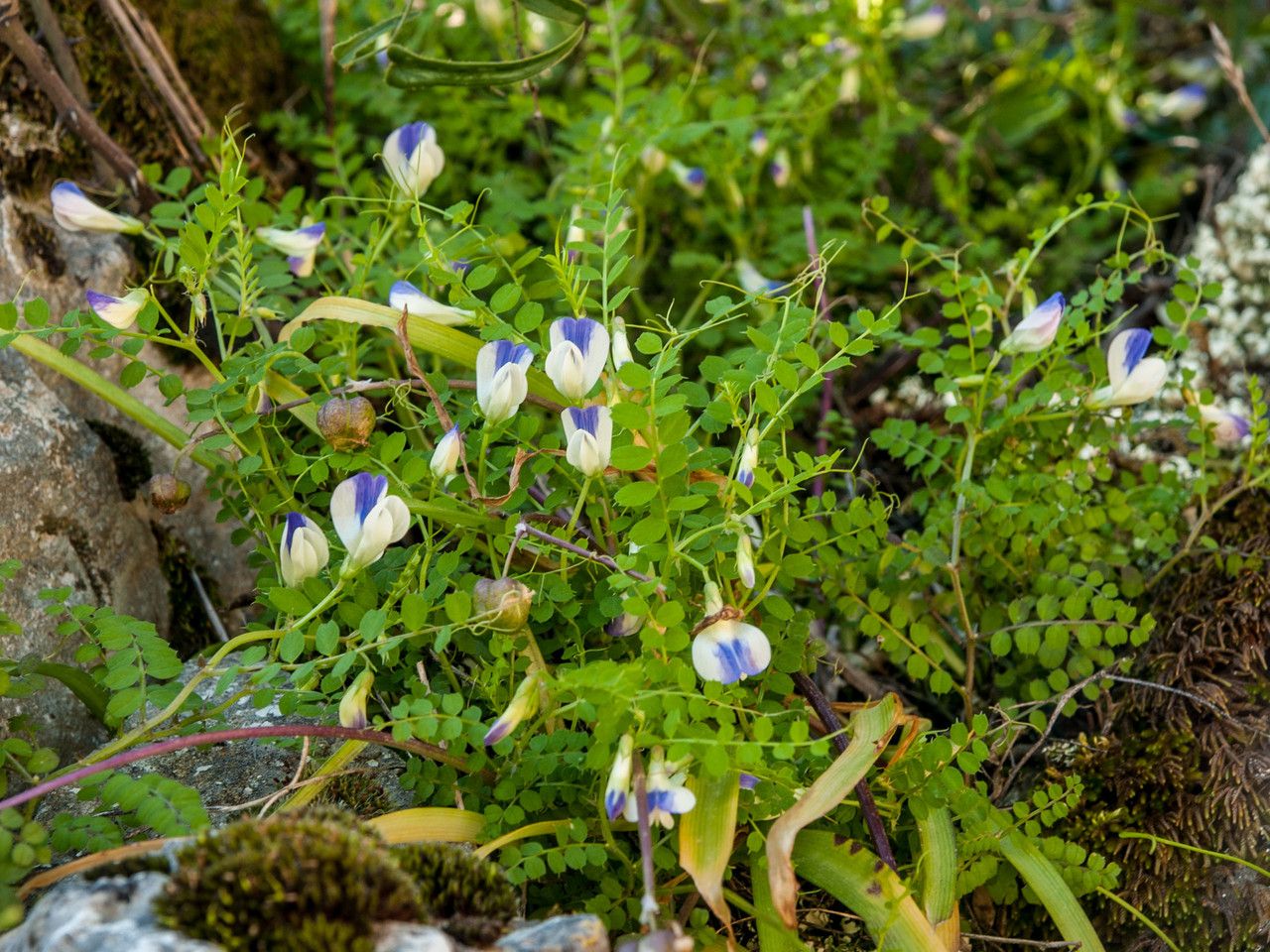 Vicia cypria habit