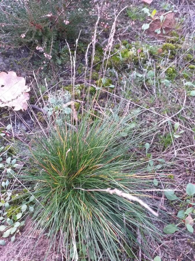 Festuca glauca flower