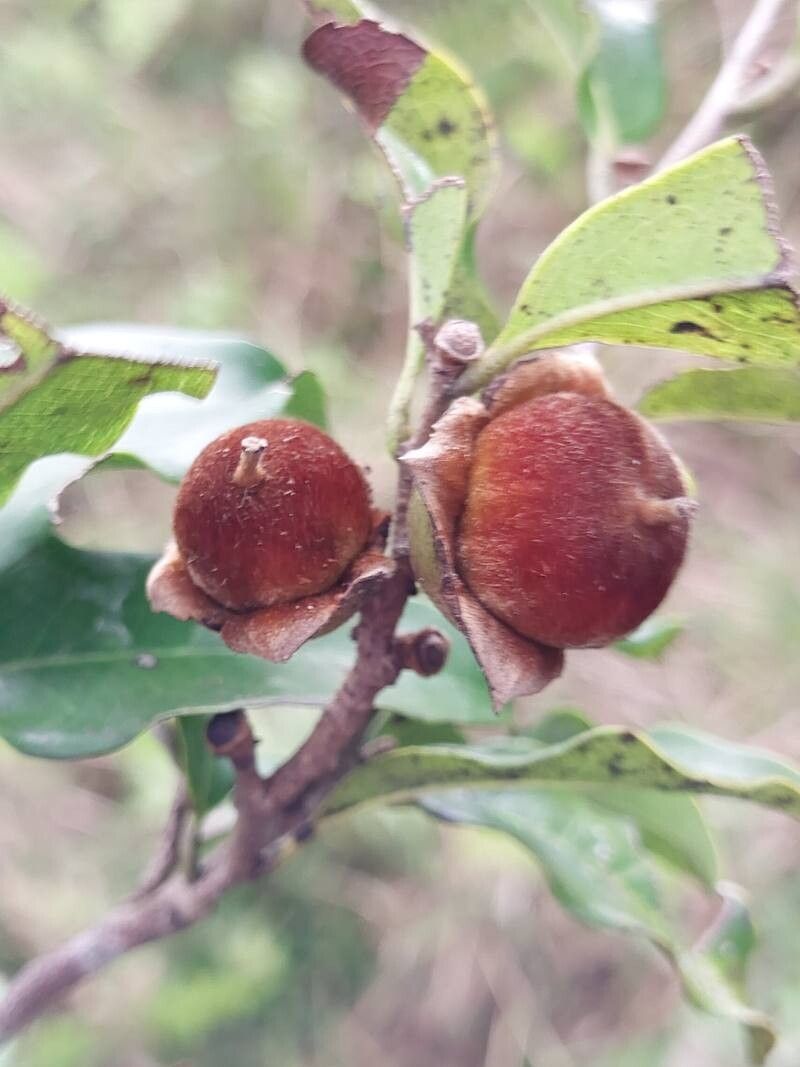 Diospyros cinnamomoides fruit
