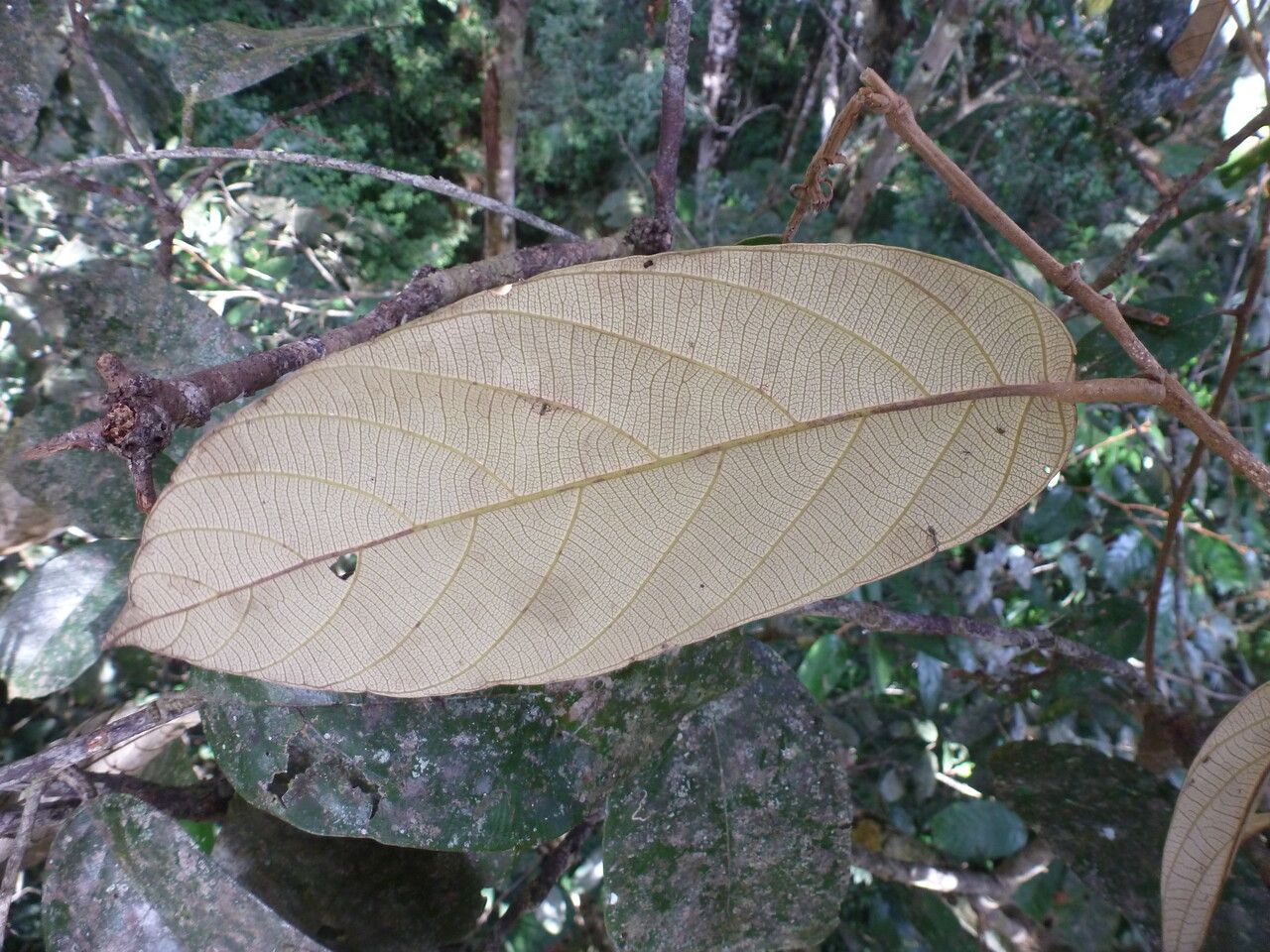 Licania alba leaf