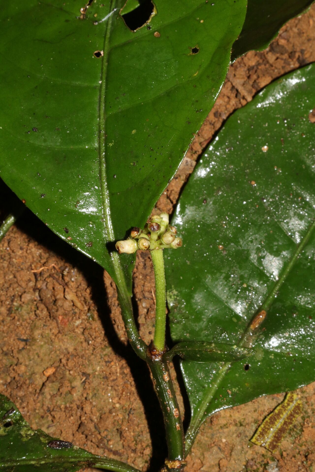 Psychotria varians flower