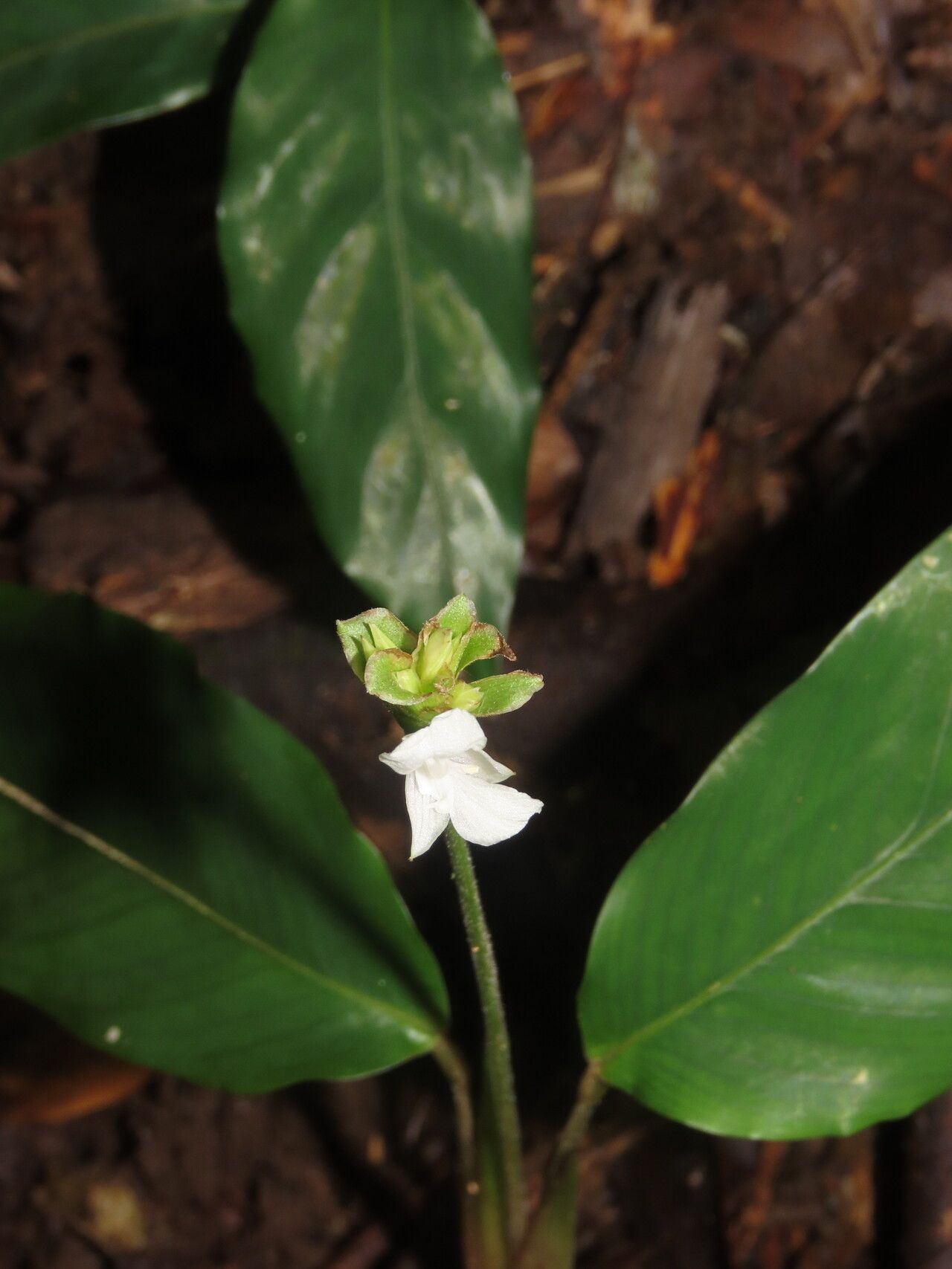 Goeppertia micans — search result for 'Goeppertia'