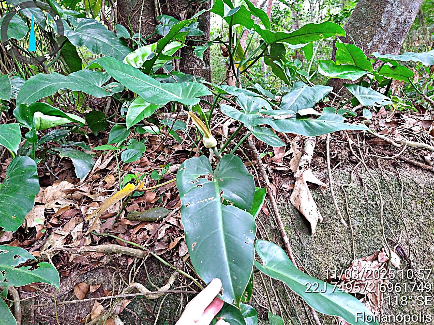 Philodendron appendiculatum — pet friendly houseplant