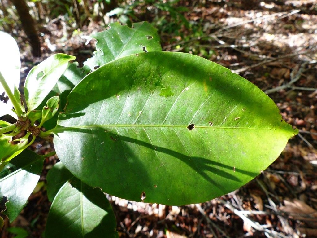 Ixora clarae — search result for 'Ixora'