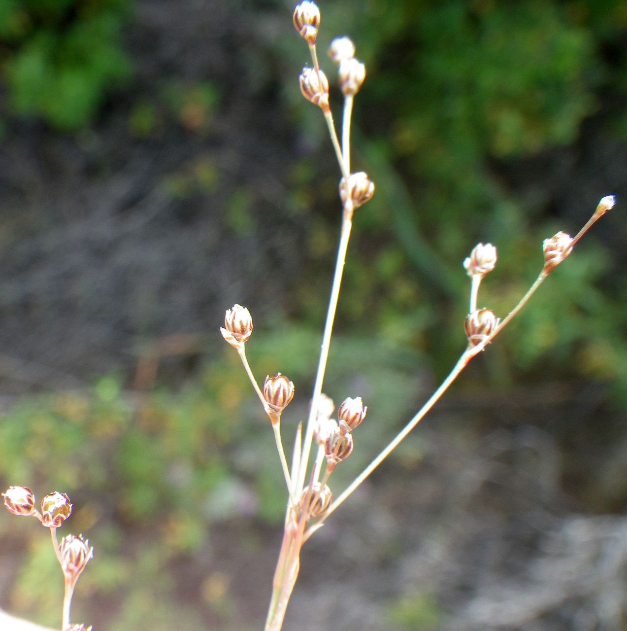 Juncus tenageia flower