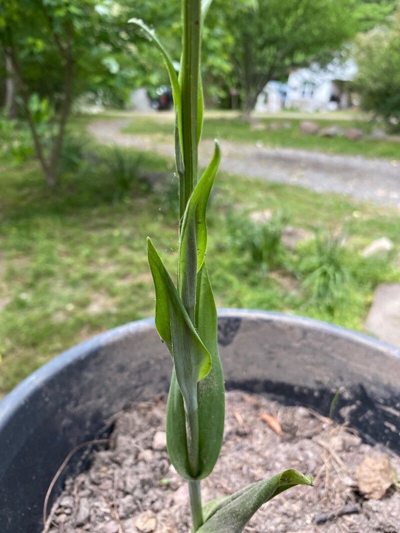 Platanthera lacera — search result for 'Platanthera'