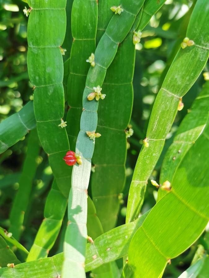 Muehlenbeckia platyclados fruit