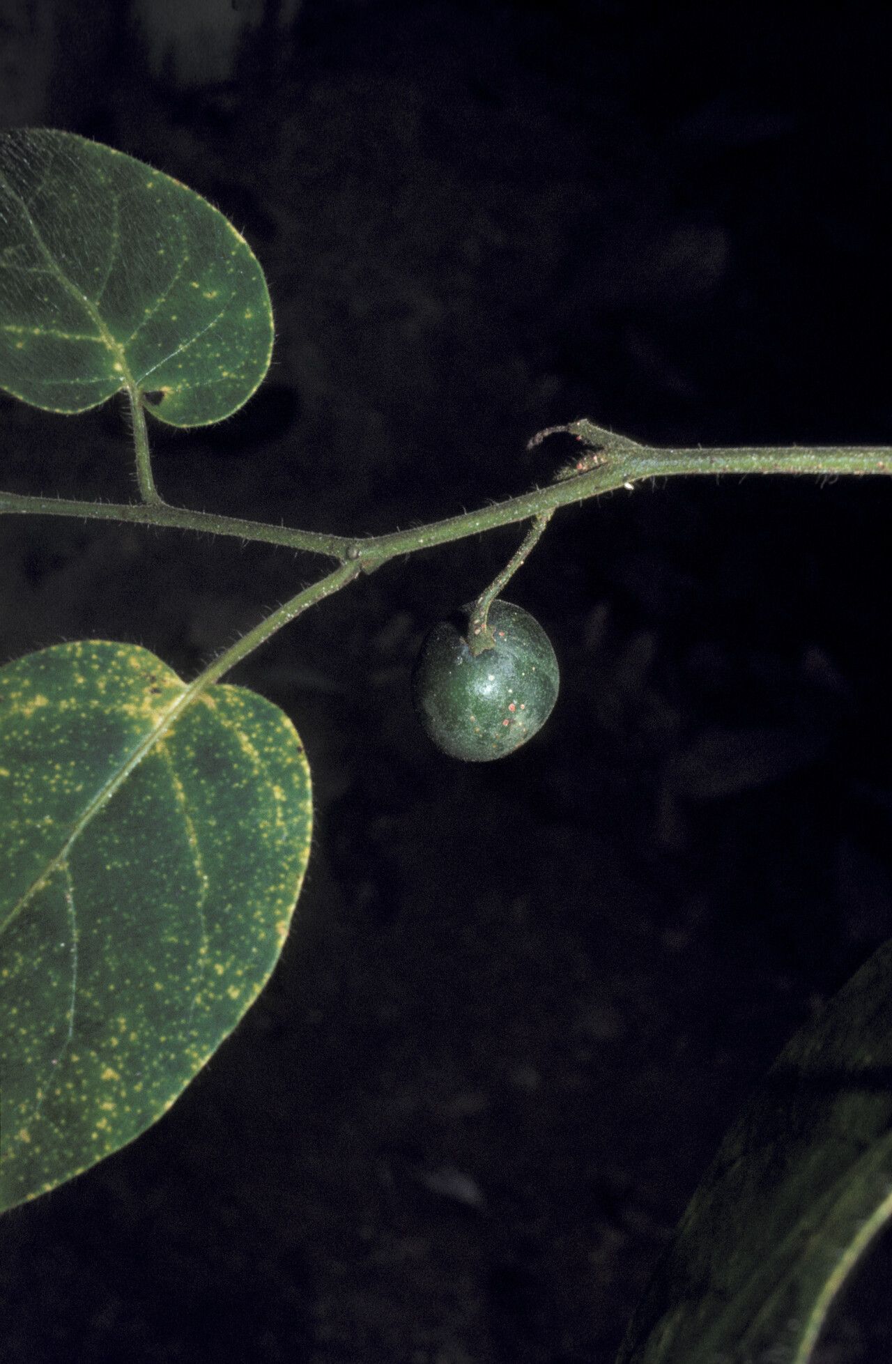 Solanum splendens fruit
