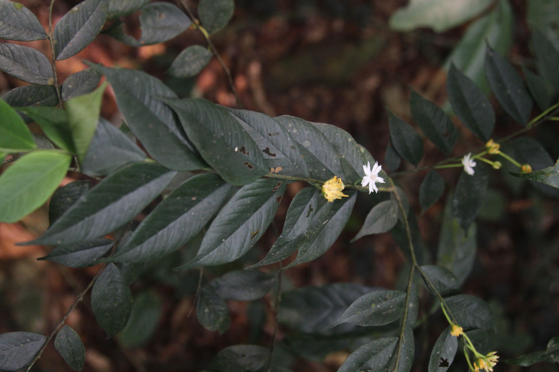 Dicranolepis disticha — related species from the same genus