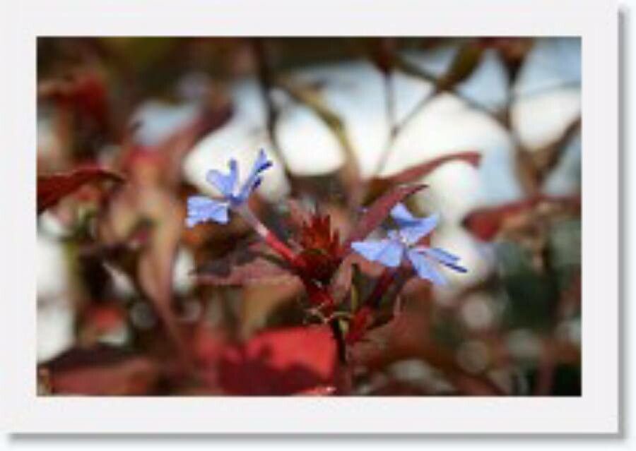 Ceratostigma griffithii leaf