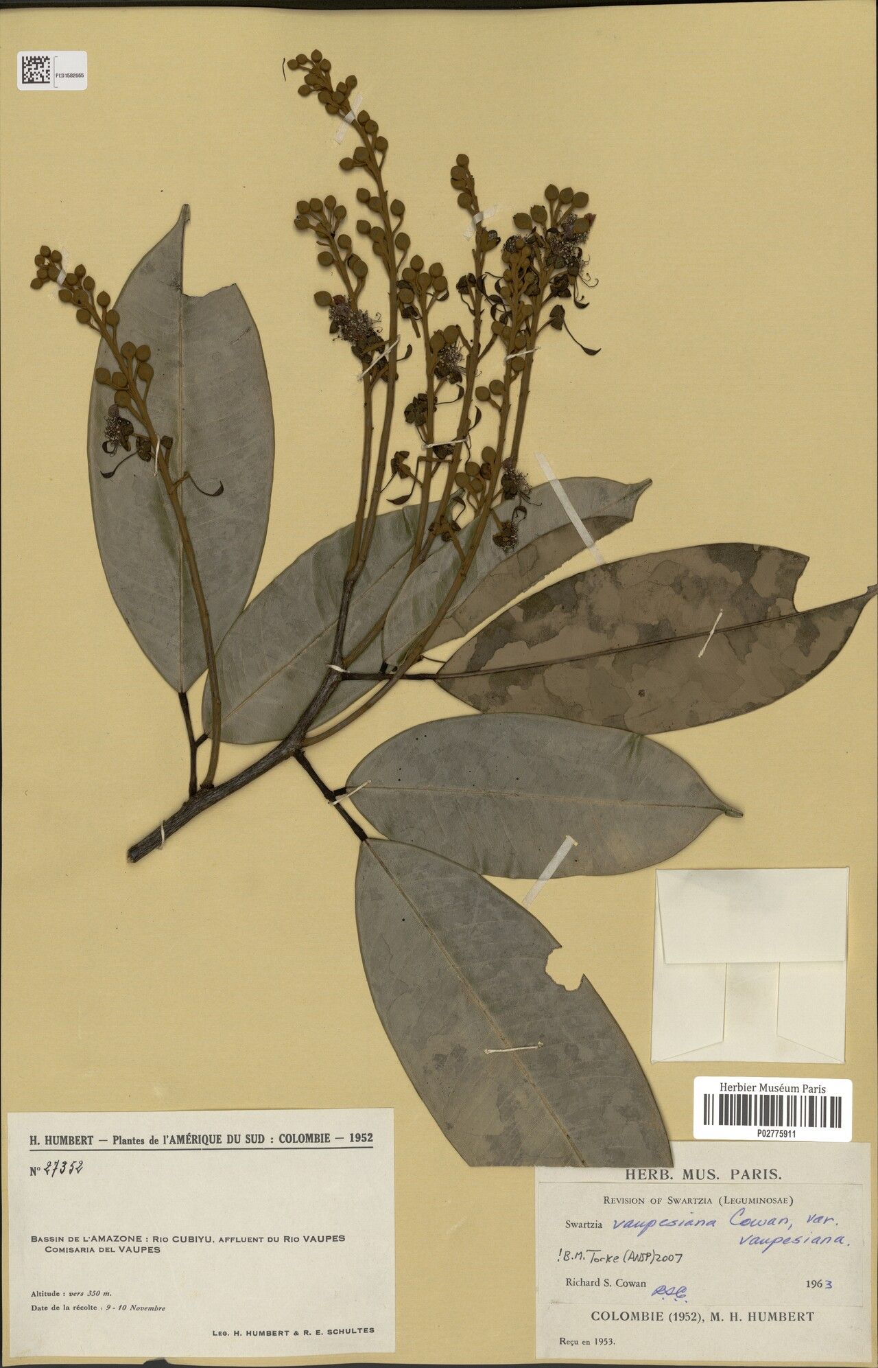 Swartzia vaupesiana — houseplant care guide