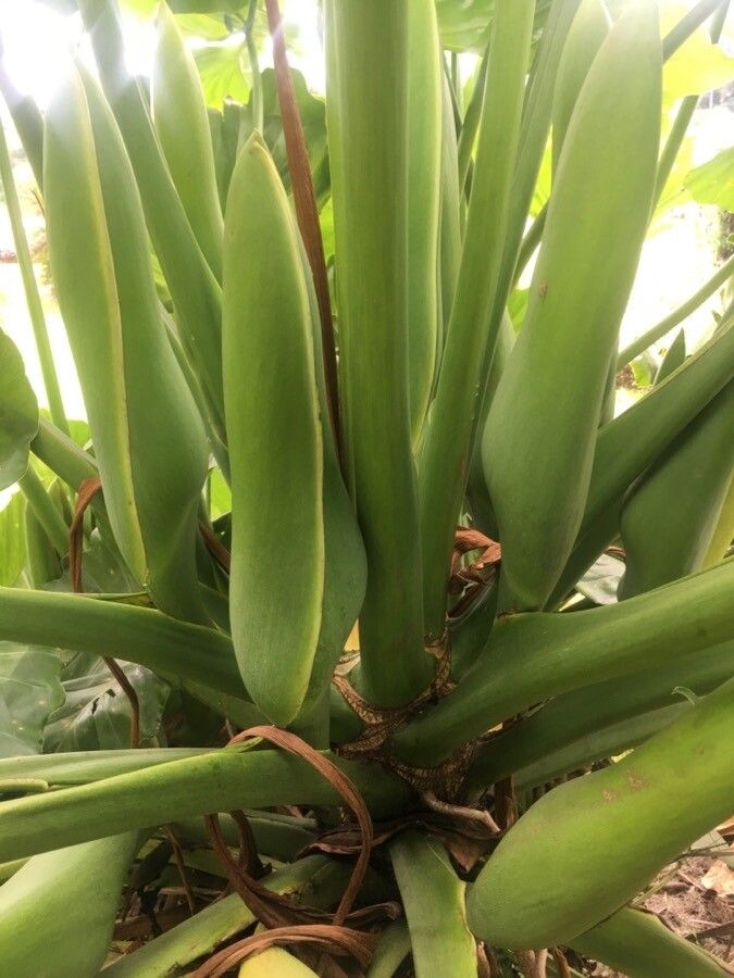 Thaumatophyllum brasiliense flower