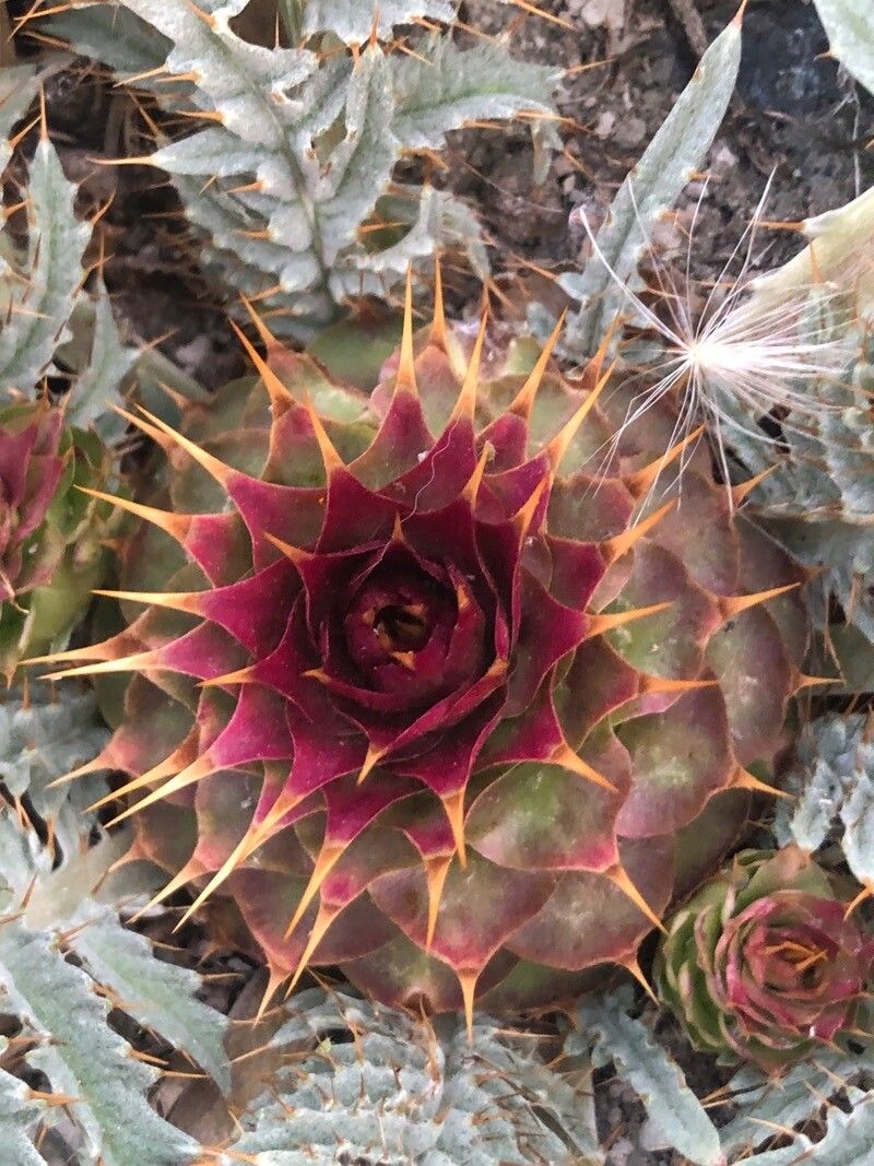 Cynara tournefortii flower