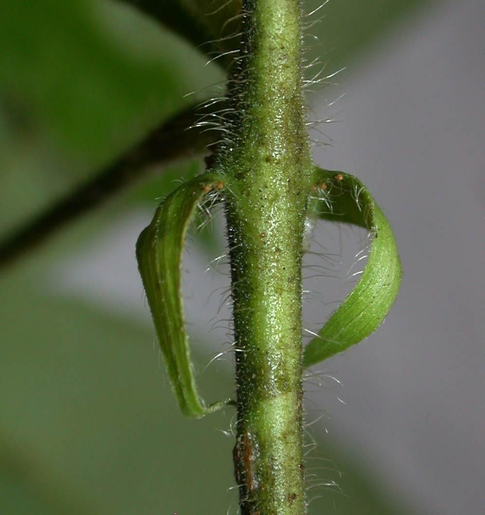 Dalechampia websteri bark