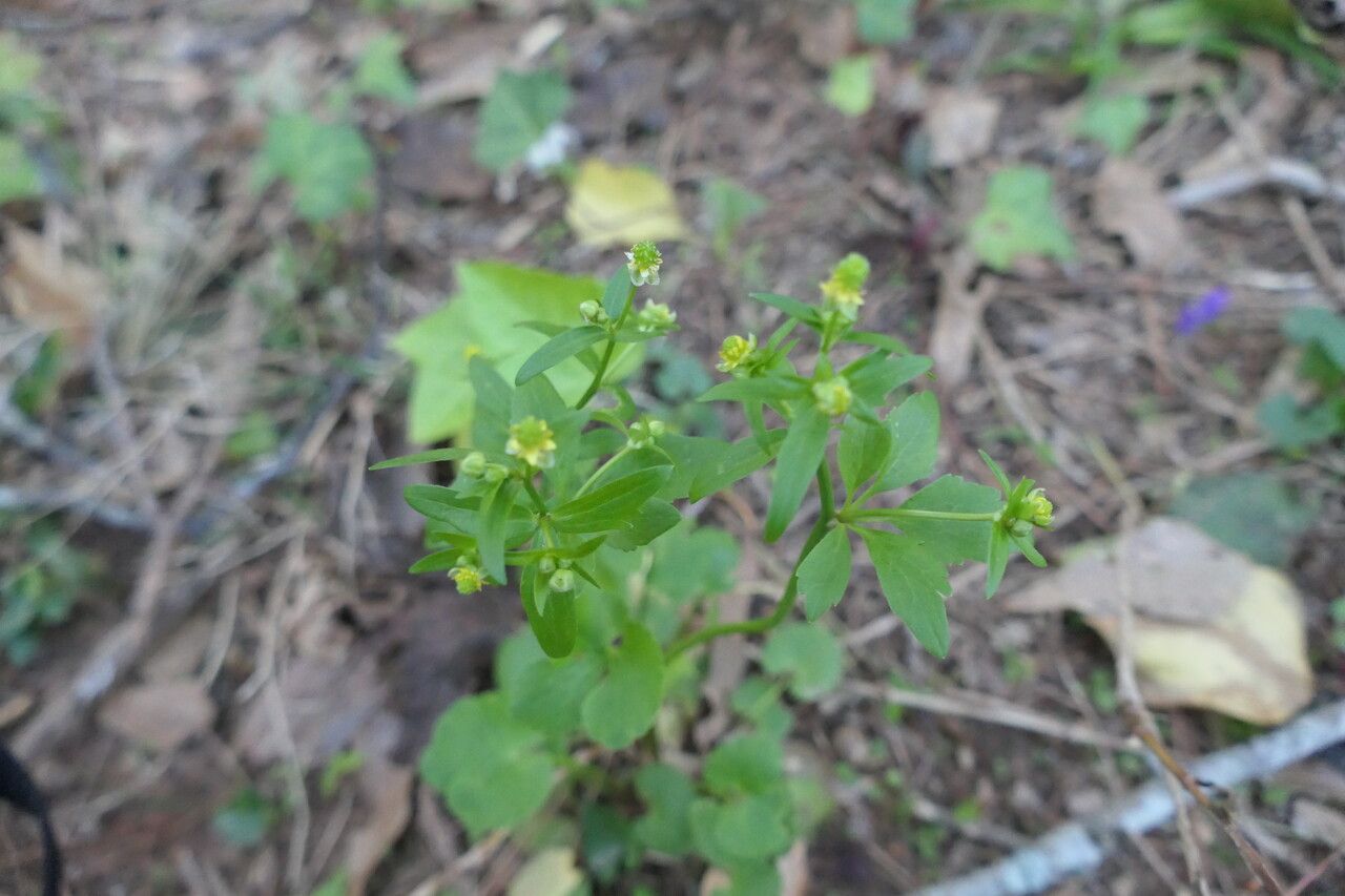 Ranunculus abortivus flower