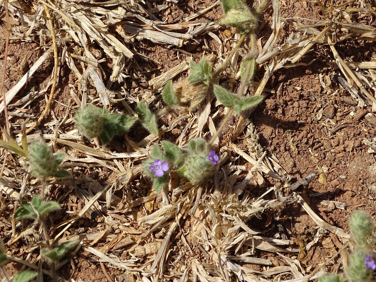 Nelsonia canescens flower
