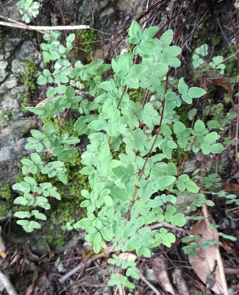 Hemionitis nivea habit